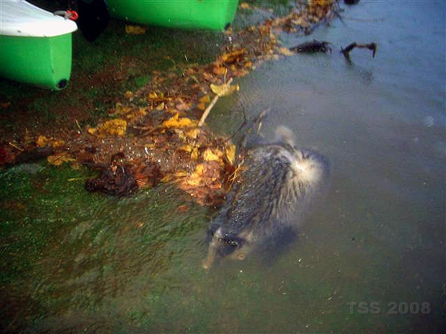 CIMG9035.JPG - Und wieder: es ist nicht nur das Wasser... - es kommt auch noch der Mist hinzu, der angespült wird...